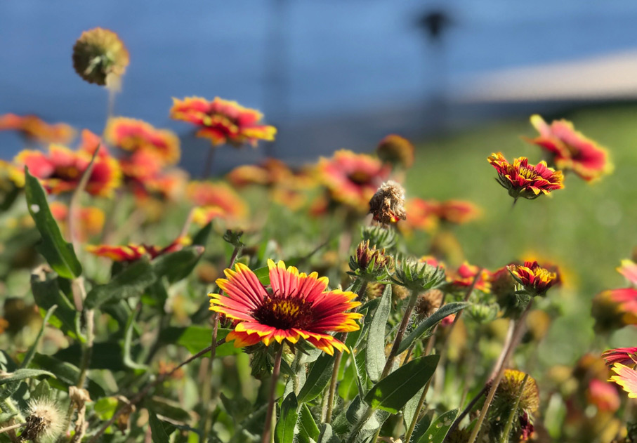 wildflower poems that celebrate nature jet widick